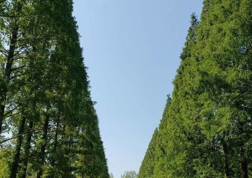  银杉树，珍贵的绿色宝藏，珍贵的绿色宝藏之一--第1张