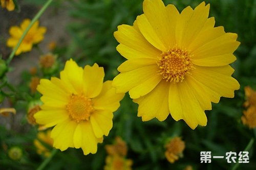  金鸡菊什么时候播种，金鸡菊春季播种时间--第1张