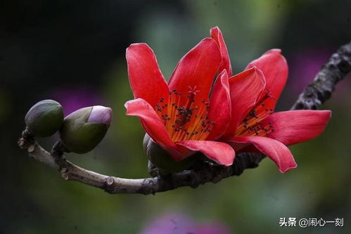  木棉花图片大全大图，木棉花图片，大图欣赏大全--第1张