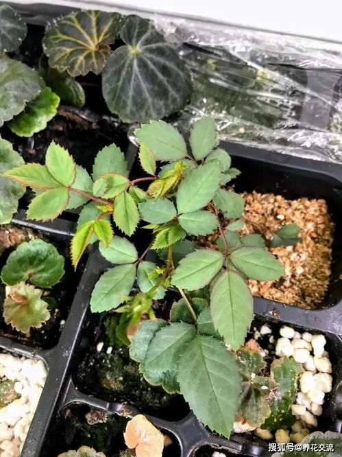  网络买花用哪个网站？最全面最实用的鲜花网购指南，网络买花最全面最实用的鲜花网购指南，选择最适合你的鲜花网站--第1张