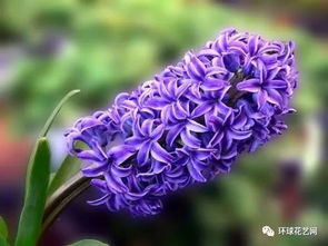  100种常见花的花语文字，100种常见花的美丽花语文字--第1张