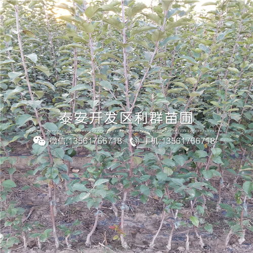  金银花树苗价格，了解市场，选择优质品种--第1张
