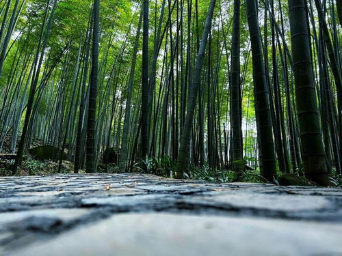  竹子的寓意和象征风水，竹子的风水寓意和象征，富贵招财、步步高升、平安健康--第1张