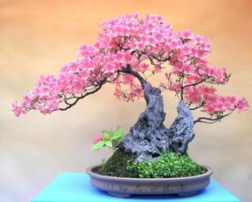  花卉盆景，自然之美与艺术之韵--第1张