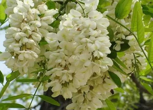  暴马丁香花的功效和作用，暴马丁香花，治疗咳嗽、舒缓情绪与增强免疫力的暴马丁香花功效--第1张