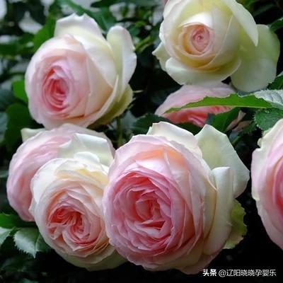  最稀有的月季花品种，最稀有的月季花品种，神秘之吻--第1张