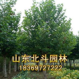  园林苗木价格一览表--第1张