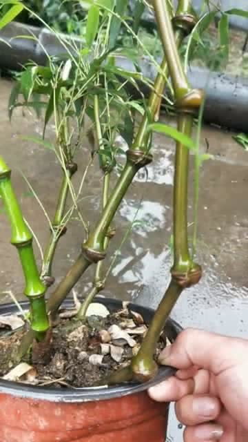  竹子最贵的五大品种，竹子最贵的五大品种有，湘妃竹、紫竹、龙竹、慈孝竹、佛肚竹。--第1张