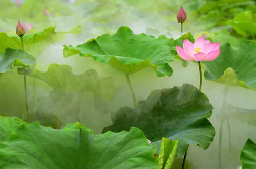  描绘荷花之美的诗句，荷花之美，如诗如画--第1张