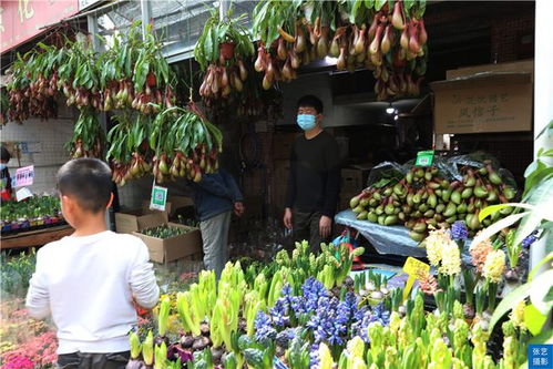  广州最大的花卉批发市场，广州最大的花卉批发市场，广州芳村花鸟市场--第1张
