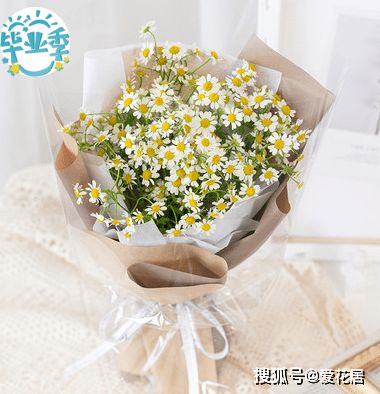  白色雏菊的花语是什么--第1张
