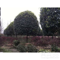  绿化苗木品种大全及价格--第1张