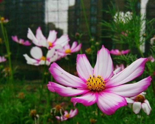  格桑花与波斯菊的区别图解--第1张