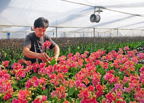  中国花卉报徐志鸿，花卉产业的领航者，花卉产业领航者徐志鸿，中国花卉报的领军人物--第1张