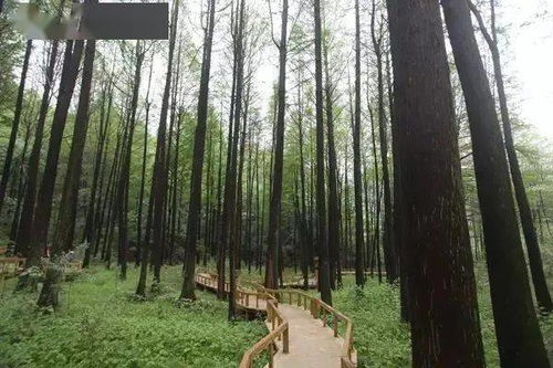  落羽杉果实，自然的馈赠与生命的启示--第1张
