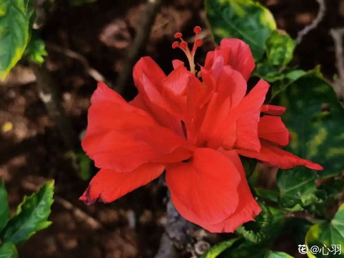  凤凰花是哪个城市的市花，凤凰花是厦门市的市花。--第1张