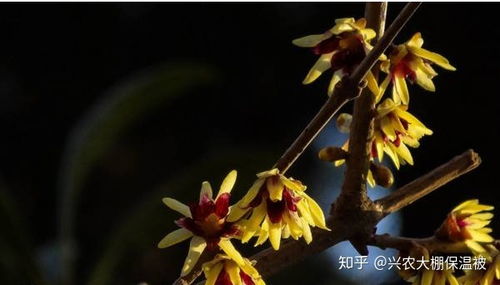  腊梅种子什么时候成熟，腊梅种子成熟时间，11月至次年3月。--第1张