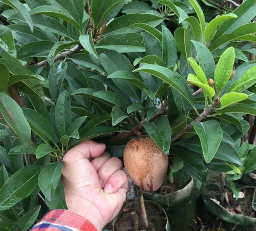  重阳木的果实可以吃吗，重阳木的果实是否可以吃，果实可食性有待考究。--第1张