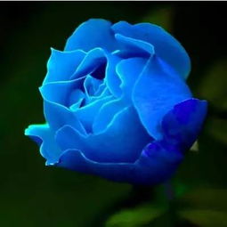  蓝玫瑰花语，从一至百的深情寓意，蓝玫瑰花语，从一至百的深情，永恒的爱意与承诺--第1张