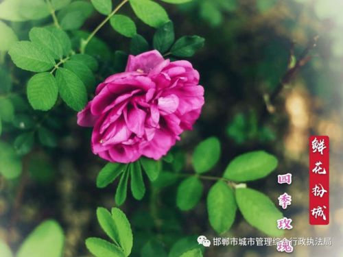  四季玫瑰--第1张