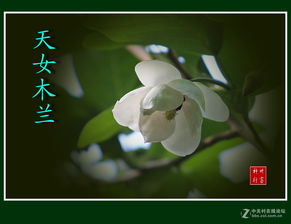 天女木兰花的传说，天女木兰花传说，美丽与智慧的化身--第1张