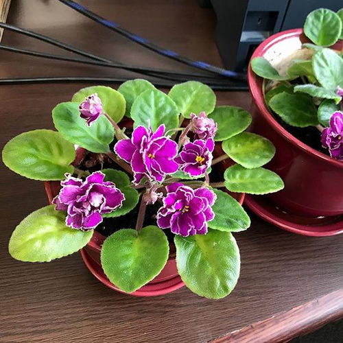  送给异性朋友的花送什么好，适合送给异性朋友的鲜花礼品，可以考虑玫瑰、百合、郁金香、马蹄莲等，具体选择还需根据双方关系和场合而定。--第1张