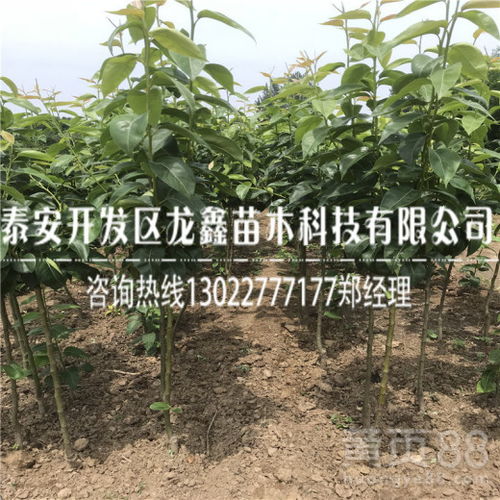  卖树苗去哪个网站，卖树苗，选择哪个专业的苗木交易平台--第1张