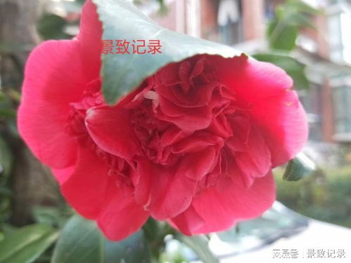  上海本地鲜花速递，传递美好，瞬间触手可及，上海本地鲜花速递，美好瞬间，触手可及--第1张