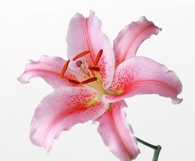  百合花，花语之纯净与永恒的爱，百合花的花语，纯净与永恒的爱--第1张