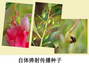  十种种子传播方法，种子传播方法的巧妙运用--第1张