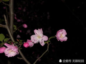  海棠花的经典诗句，海棠花经典诗句，海棠香雨，梦魂中、醉卧玉楼--第1张