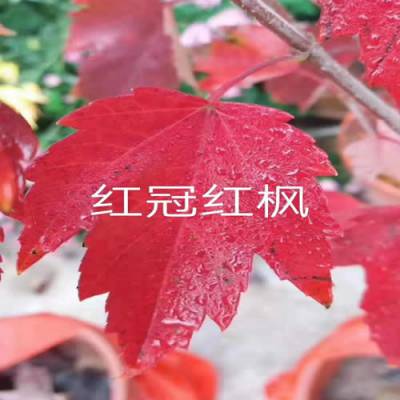  中国红枫10公分价格，10公分中国红枫的价格表--第1张
