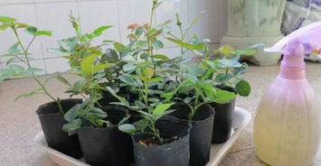  鲜花网购推荐，一站式购花平台，让你的生活充满花香--第1张