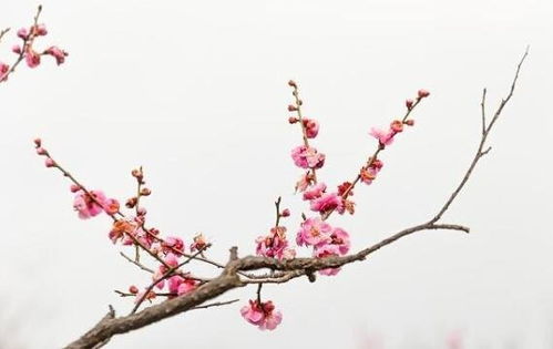  梅花的精神和品质，梅花的精神之花，坚韧、高雅与团结--第1张