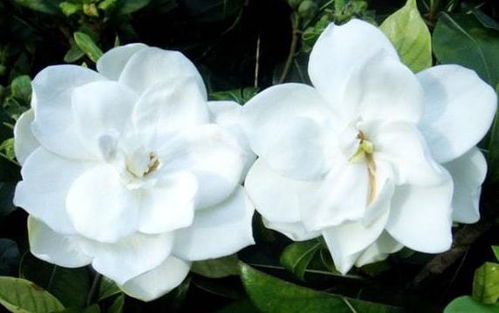  栀子花一年开几次花，栀子花一年可以开3-4次花。--第1张