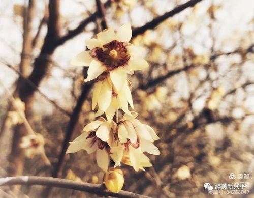  ，红色腊梅花图片，冬日里的温暖与坚韧，冬日里的温暖与坚韧，红色腊梅花图片--第1张