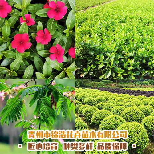  苗木花卉，绿色经济的璀璨明珠，绿色经济下的璀璨明珠——苗木花卉产业--第1张