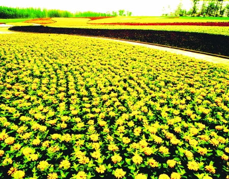  鄢陵花木网今日求购——花木行业的专业交易平台--第1张