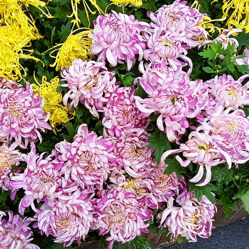 百合花的花语说说，百合花的花语，纯洁的爱，百年好合，美好家庭，幸福吉祥--第1张
