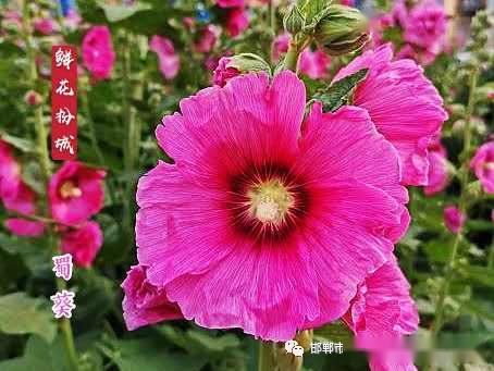  蜀葵花期，蜀葵花期为5-10个月。--第1张