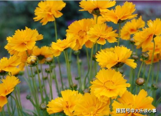  大花金鸡菊图片，夏日花园中的绚丽之花--第1张
