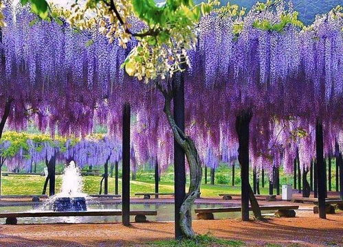  紫藤花语和寓意--第1张