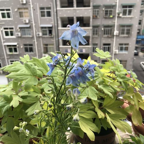  什么花最高贵最优雅，最高贵最优雅的花朵--第1张