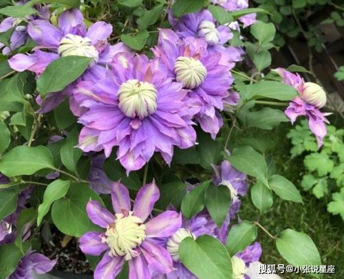  结香花耐寒多少度--第1张