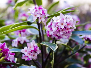  瑞香花养护技巧，打造美丽花园的秘诀，瑞香花养护技巧，打造美丽花园的秘诀--第1张