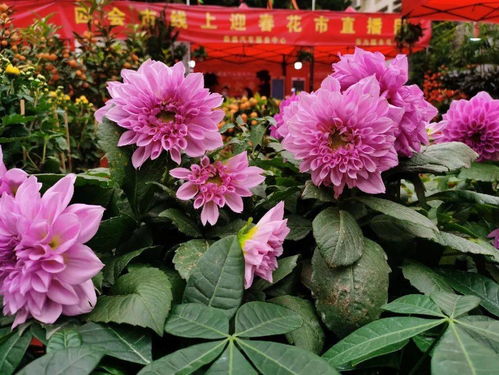  花市网可信吗--第1张