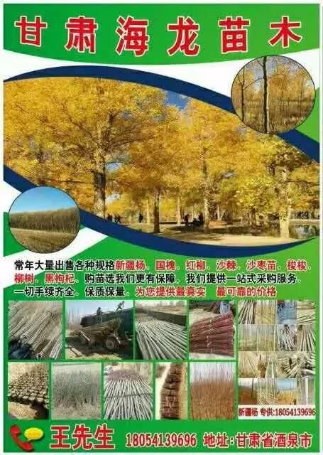  苗木免费求够信息--第1张