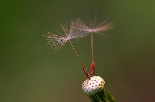  红色蒲公英的花语，红色蒲公英的花语，热情、坚韧、自由、无拘无束--第1张