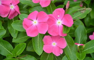  花叶蔓长春花花期，花叶蔓长春花花期，3-6月。--第1张