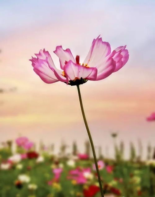  格桑花的美丽传说，格桑花的美丽传说，绽放生命之花--第1张